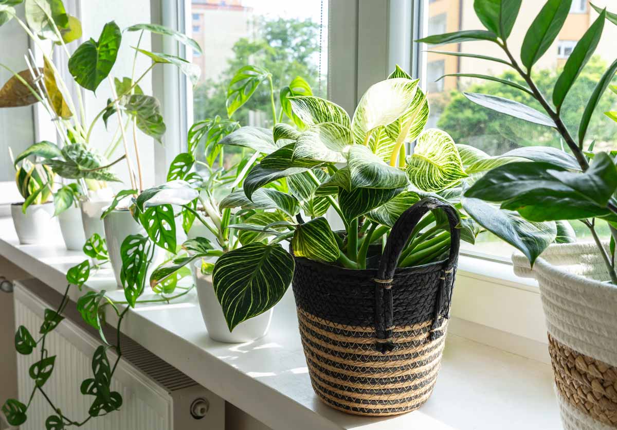 bella piante d'appartamento, la Philodendron