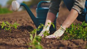 cosa seminare a marzo nell'orto