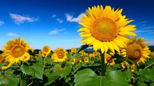 seminare i girasoli