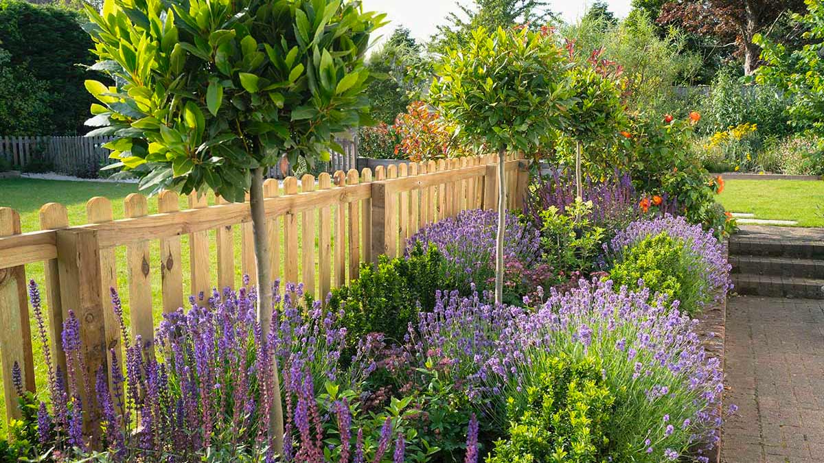 lavanda in giardino