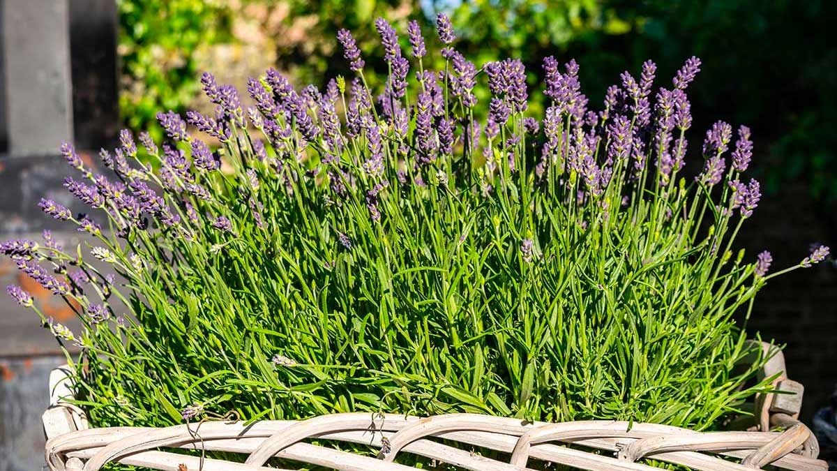 Come seminare la lavanda